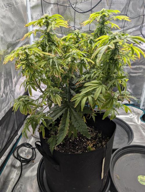 Winter Grow - 3 Strains. Week 13 - Day 98 - Do-si-dos