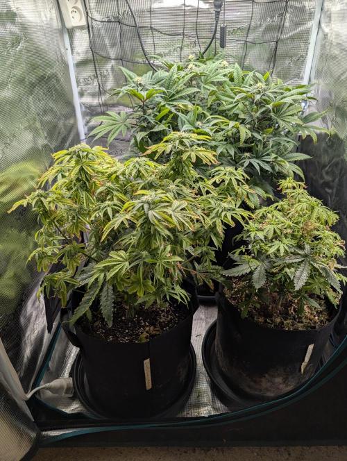 Winter Grow - 3 Strains. Week 13 - Day 98