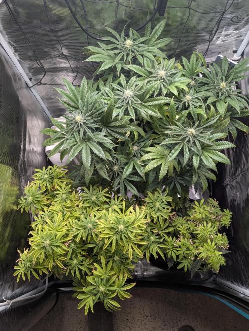 Winter Grow - 3 Strains. Week 13 - Day 98