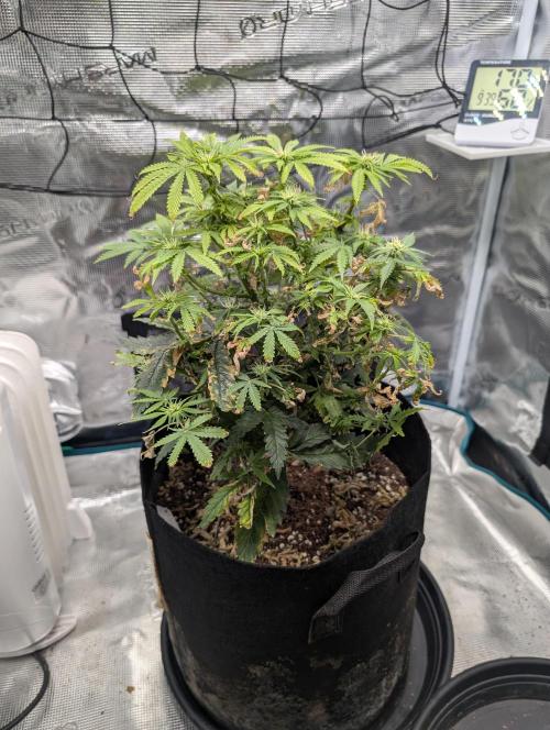 Winter Grow - 3 Strains. Week 14 - Day 105 - GG#4