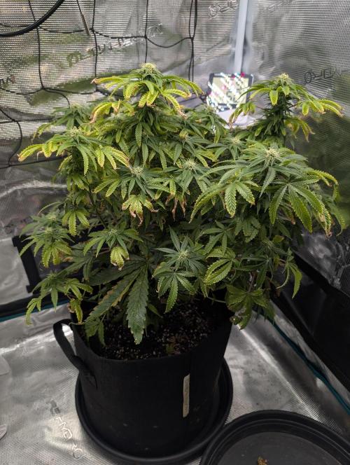Winter Grow - 3 Strains. Week 14 - Day 105 - Do-si-dos