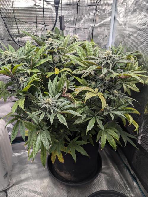 Winter Grow - 3 Strains. Week 14 - Day 105 - CBD