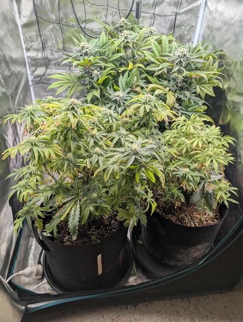 Winter Grow - 3 Strains. Week 14 - Day 105