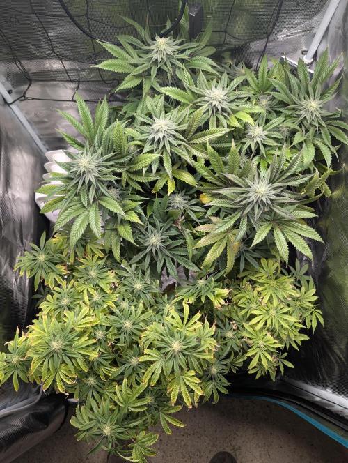 Winter Grow - 3 Strains. Week 14 - Day 105