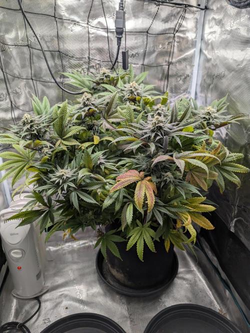 Winter Grow - 3 Strains. Week 15 - Day 112 - CBD