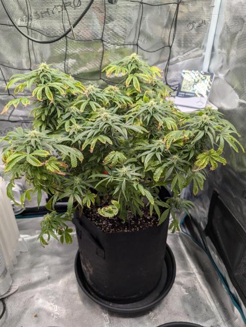 Winter Grow - 3 Strains. Week 15 - Day 112 - Do-si-dos