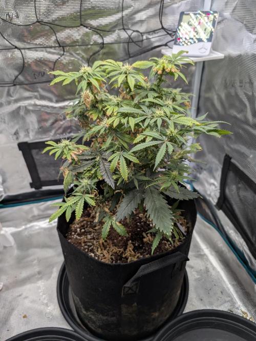 Winter Grow - 3 Strains. Week 15 - Day 112 - GG#4