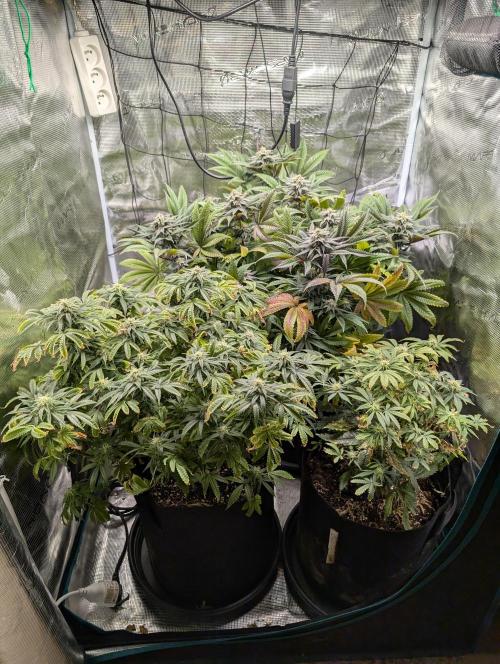 Winter Grow - 3 Strains. Week 15 - Day 112