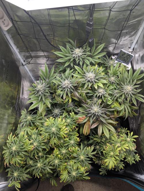 Winter Grow - 3 Strains. Week 15 - Day 112