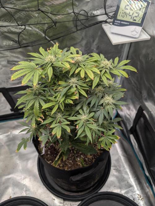 Winter Grow - 3 Strains. Week 16 - Day 120 - GG#4