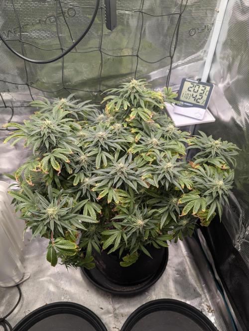 Winter Grow - 3 Strains. Week 16 - Day 120 - Do-si-dos
