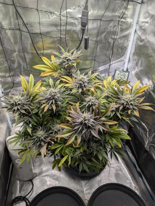 Winter Grow - 3 Strains. Week 16 - Day 120 - CBD