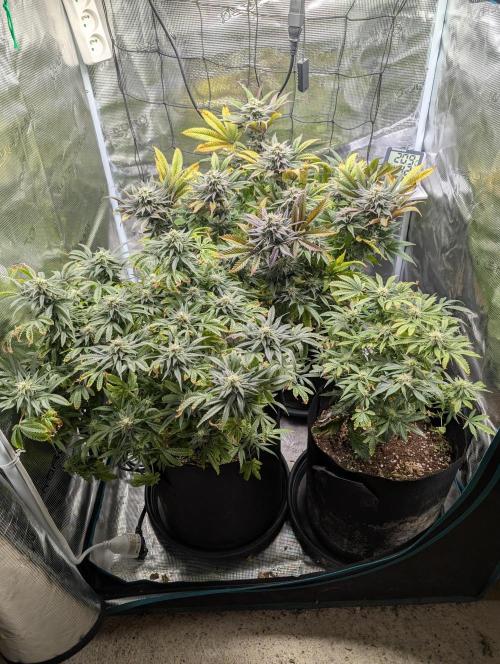 Winter Grow - 3 Strains. Week 16 - Day 120