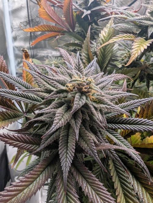 Winter Grow - 3 Strains. Week 17 - Day 126 - CBD