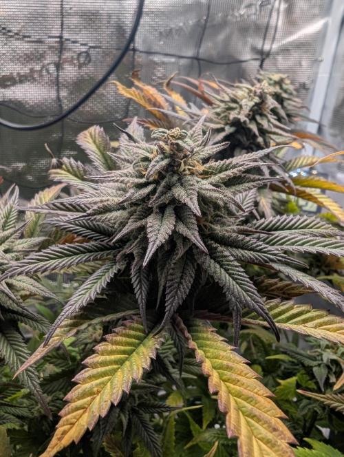 Winter Grow - 3 Strains. Week 17 - Day 126 - CBD