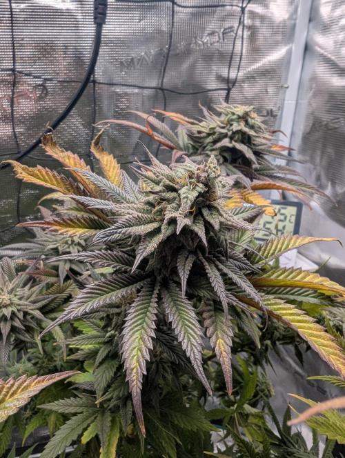 Winter Grow - 3 Strains. Week 17 - Day 126 - CBD