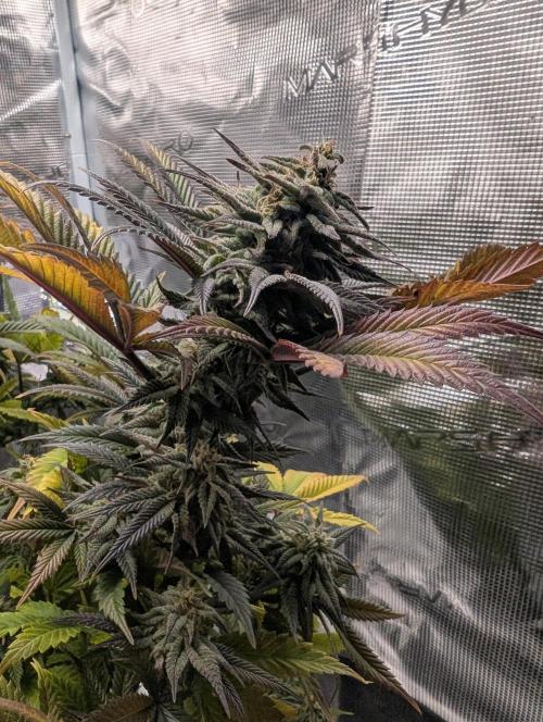 Winter Grow - 3 Strains. Week 17 - Day 126 - CBD