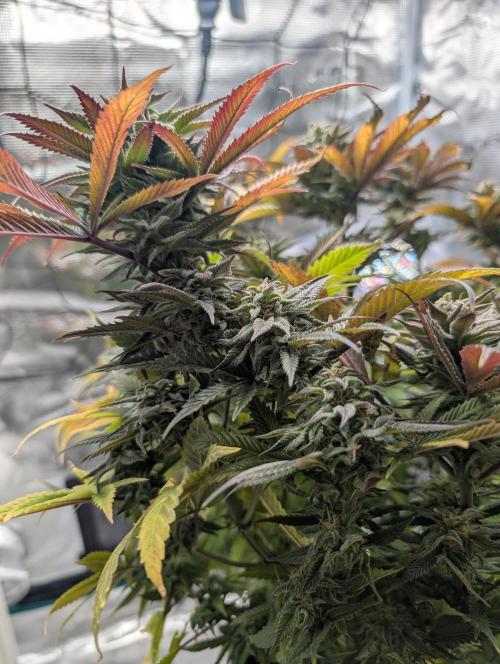 Winter Grow - 3 Strains. Week 17 - Day 126 - CBD