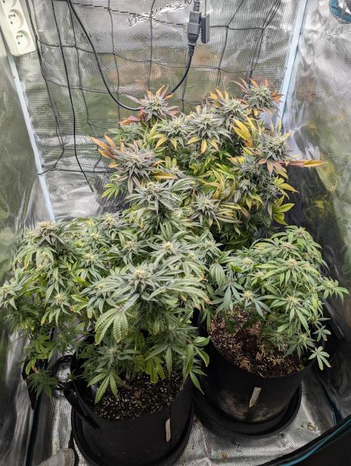 Winter Grow - 3 Strains. Week 17 - Day 126