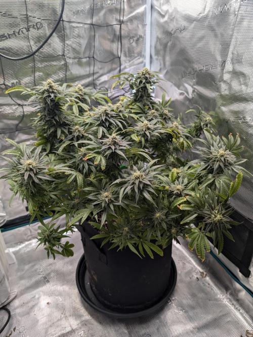 Winter Grow - 3 Strains. Week 17 - Day 126 - Do-si-dos
