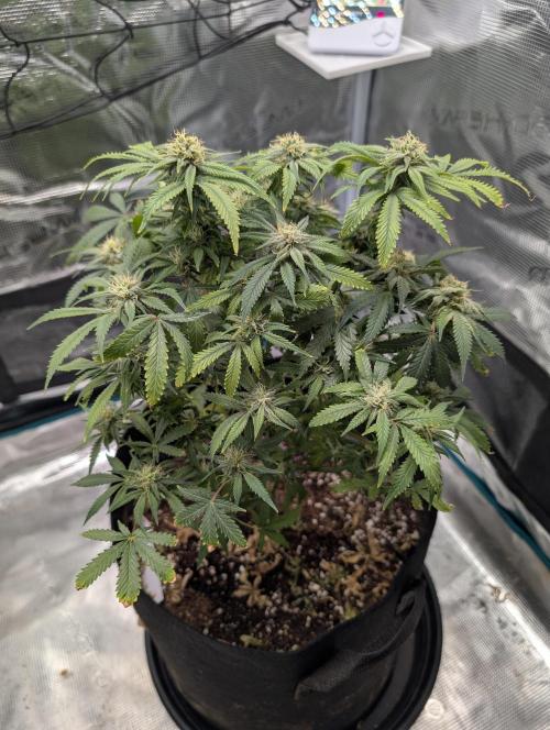 Winter Grow - 3 Strains. Week 17 - Day 126 - GG#4