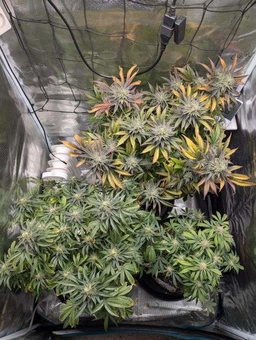 Winter Grow - 3 Strains. Week 17 - Day 126