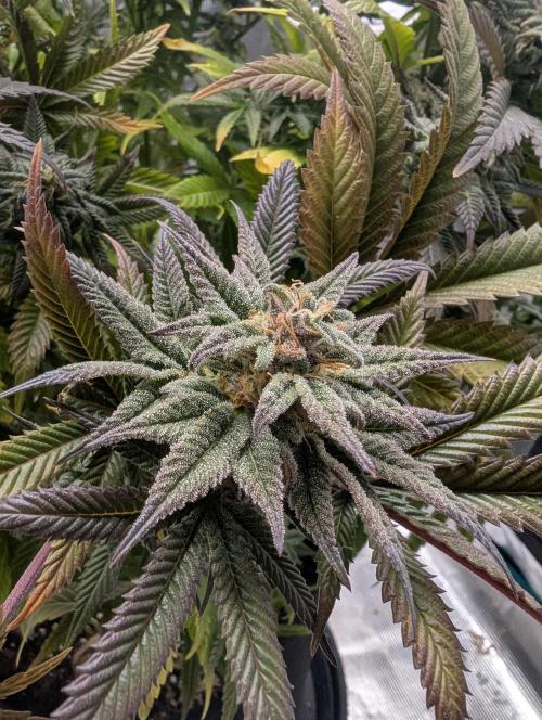 Winter Grow - 3 Strains. Week 18