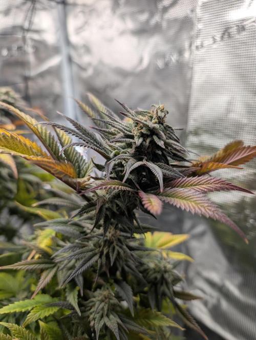 Winter Grow - 3 Strains. Week 18