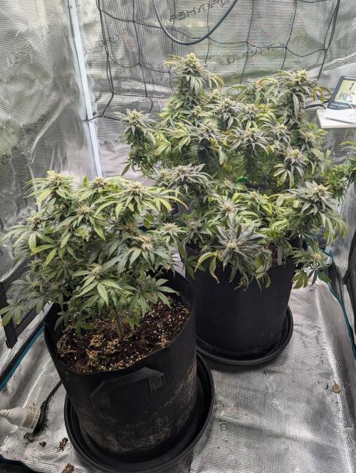 Winter Grow - 3 Strains. Week 18 - Day 133