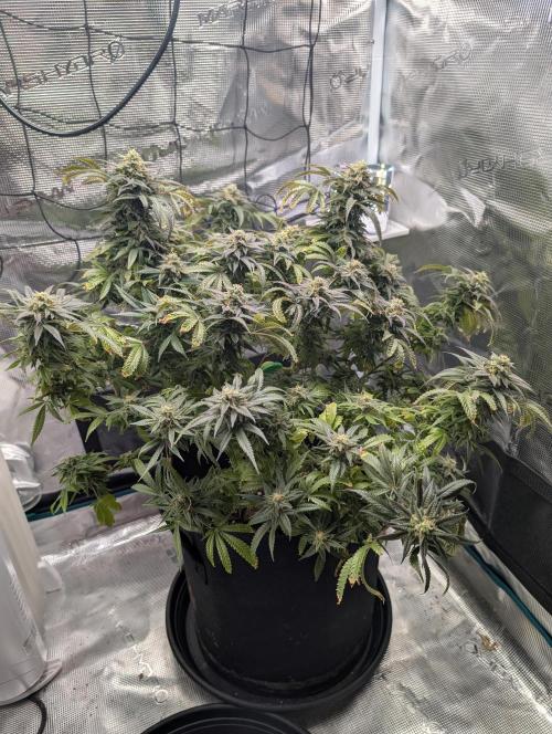 Winter Grow - 3 Strains. Week 18 - Day 133 - Do-si-dos