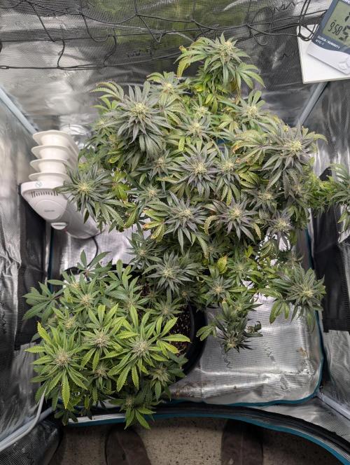 Winter Grow - 3 Strains. Week 18 - Day 133