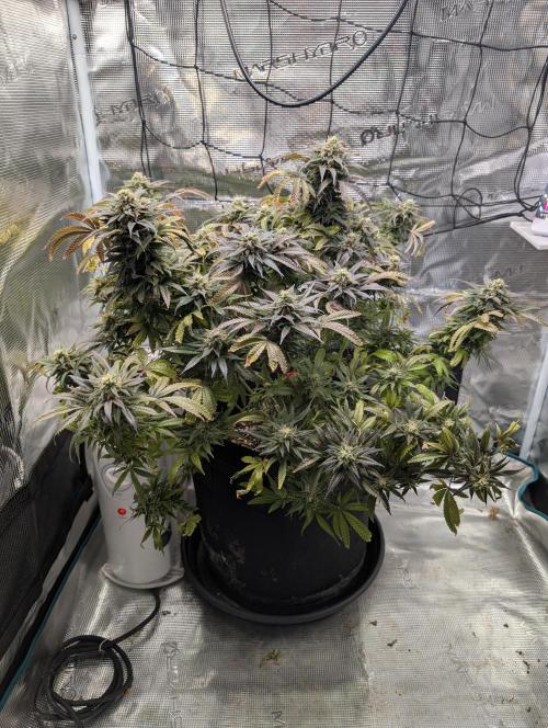Winter Grow - 3 Strains. Week 19 - Day 140 - Do-si-dos