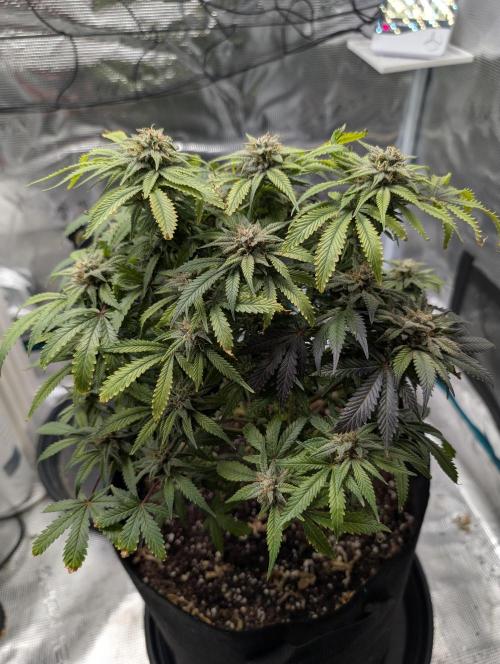 Winter Grow - 3 Strains. Week 19 - Day 140 - GG#4