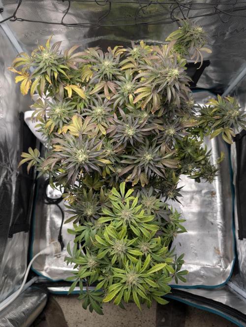 Winter Grow - 3 Strains. Week 19 - Day 140