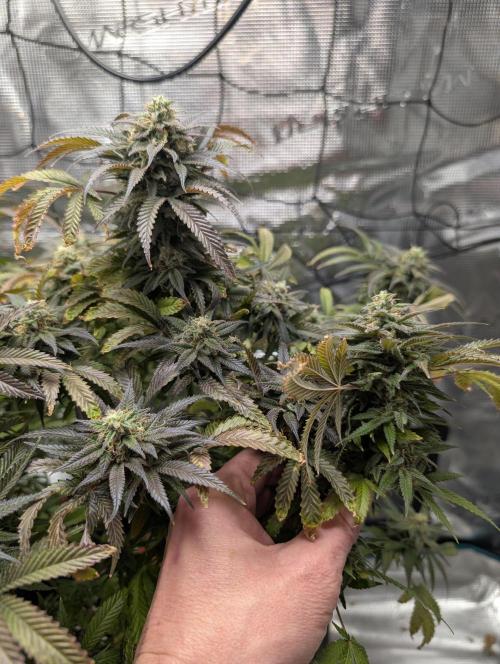 Winter Grow - 3 Strains. Week 20 - Day 143 - Do-si-dos