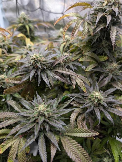 Winter Grow - 3 Strains. Week 20 - Day 143 - Do-si-dos