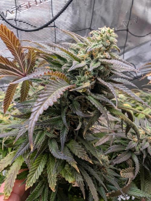 Winter Grow - 3 Strains. Week 20 - Day 143 - Do-si-dos