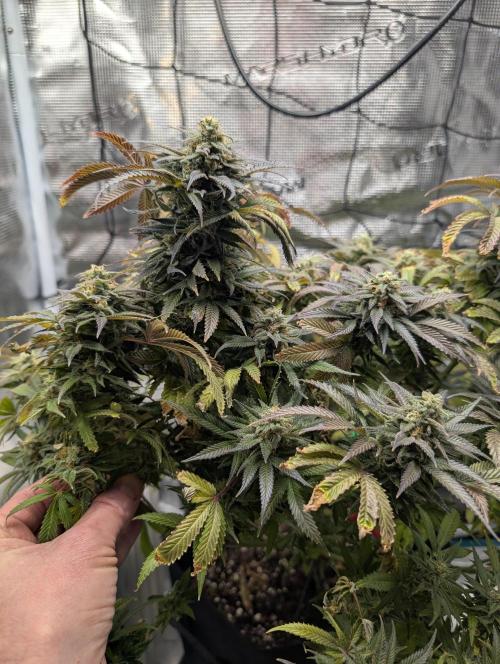 Winter Grow - 3 Strains. Week 20 - Day 143 - Do-si-dos