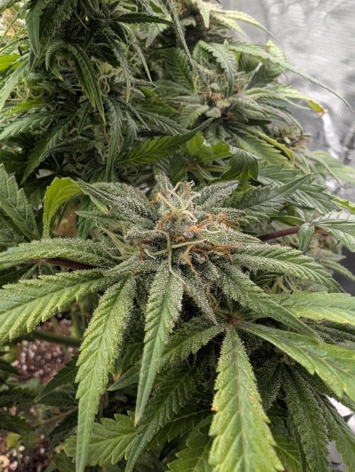 Winter Grow - 3 Strains. Week 20 - Day 143 - GG#4