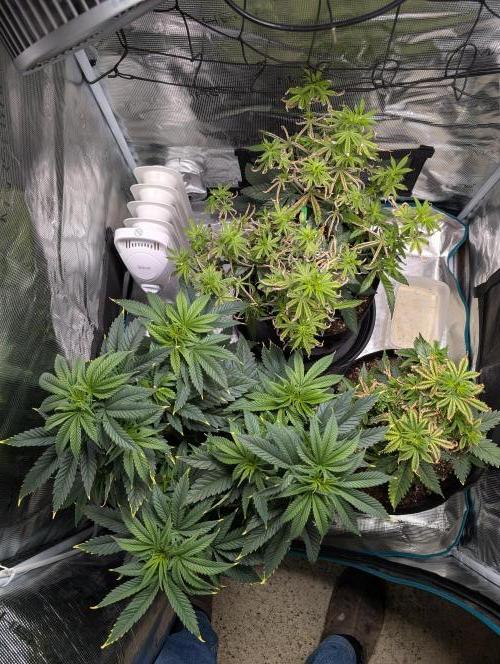 Winter Grow - 3 Strains. Week 8 - Day 63