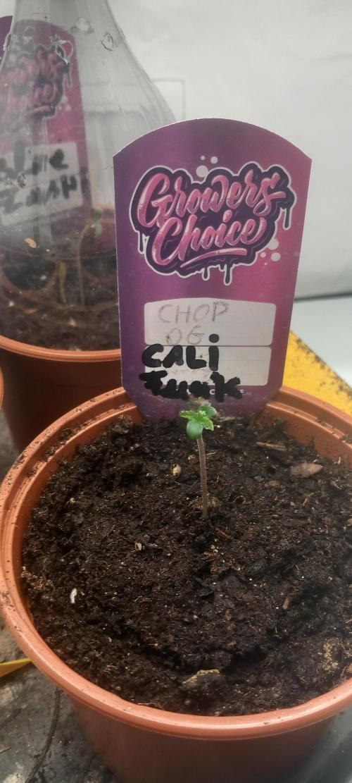 Cali Funk #Thseeds. Week 0