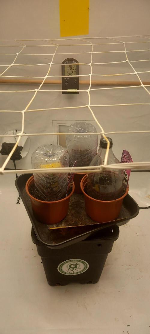 Cali Funk #Thseeds. Week 0