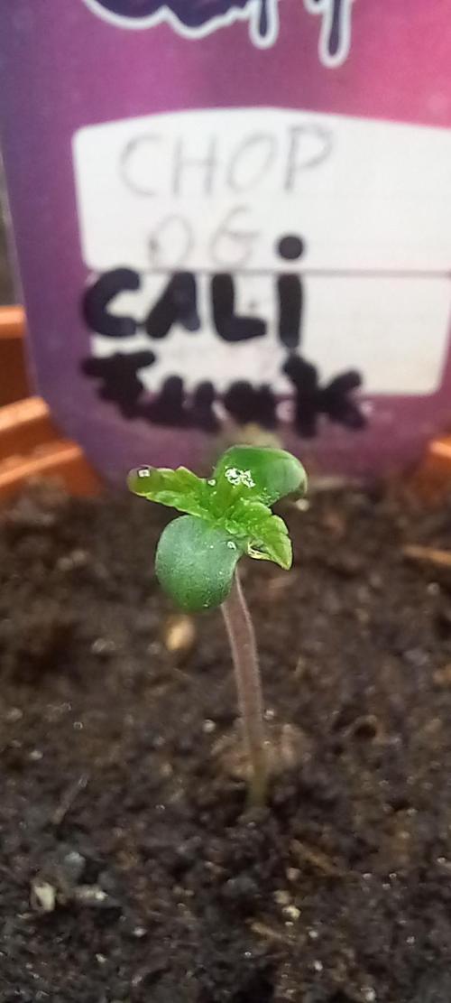 Cali Funk #Thseeds. Week 0