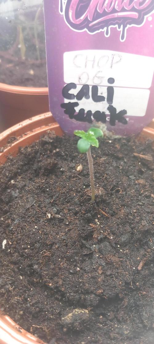 Cali Funk #Thseeds. Week 0