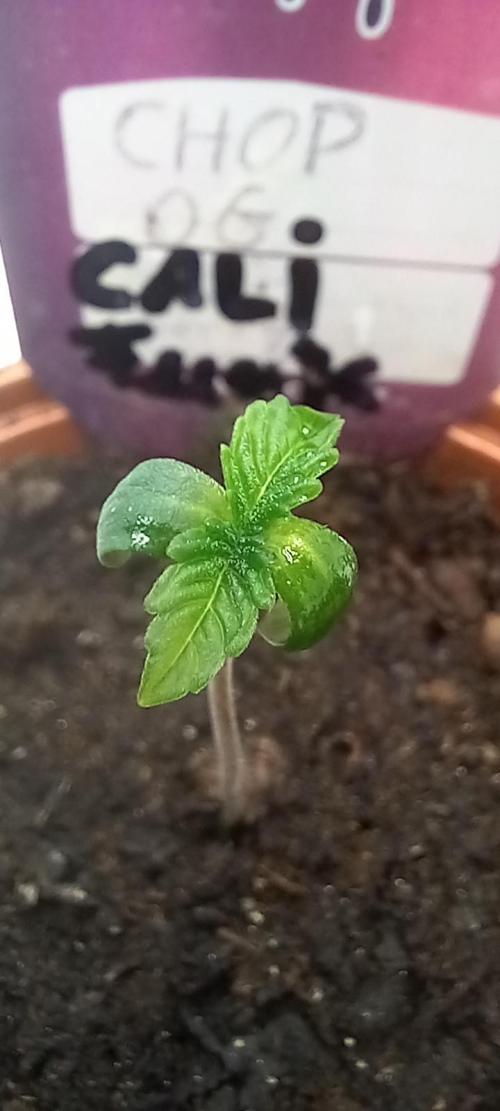 Cali Funk #Thseeds. Week 1 - Schönes Wachstum.