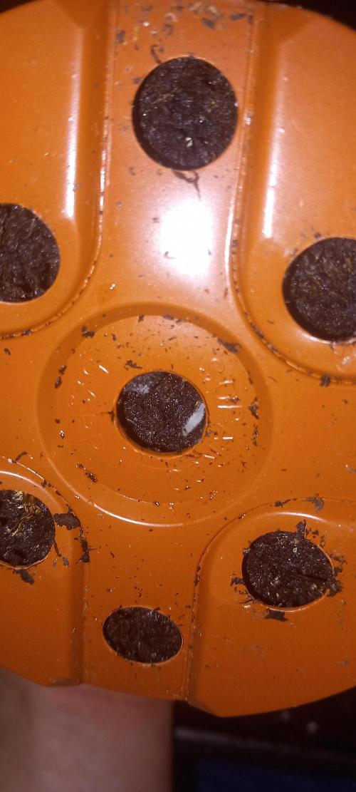 Cali Funk #Thseeds. Week 1