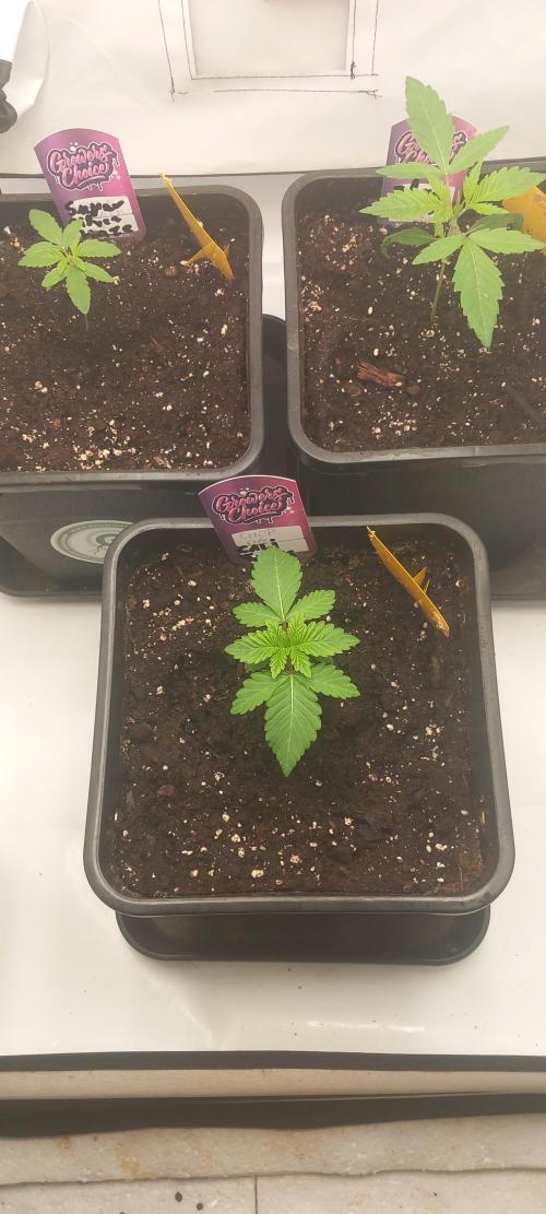 Cali Funk #Thseeds. Week 2 - Wachsen gut.