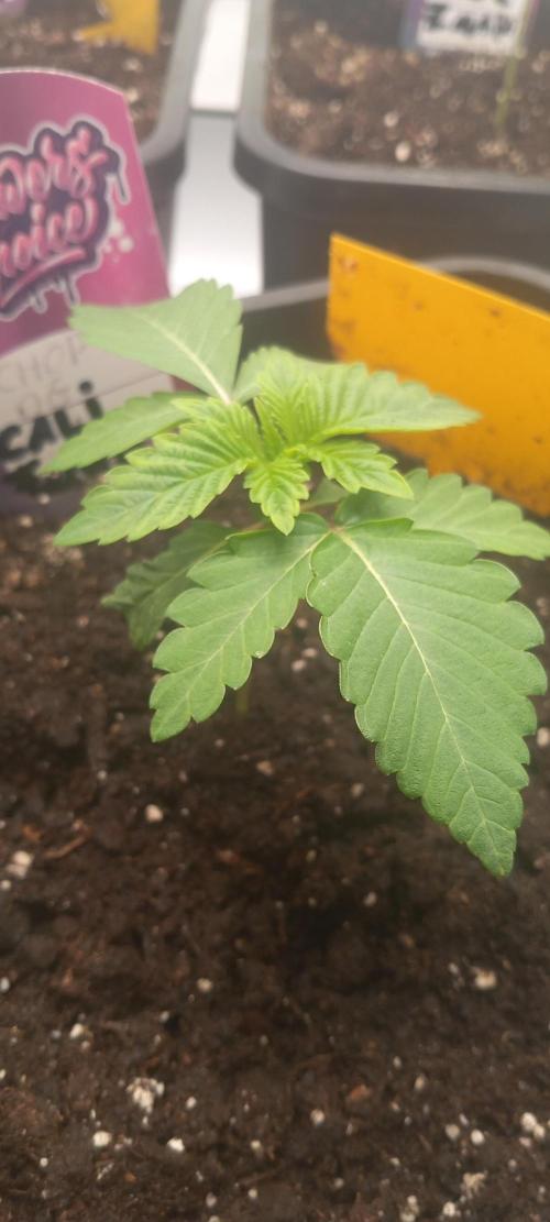 Cali Funk #Thseeds. Week 2 - Wächst gut.