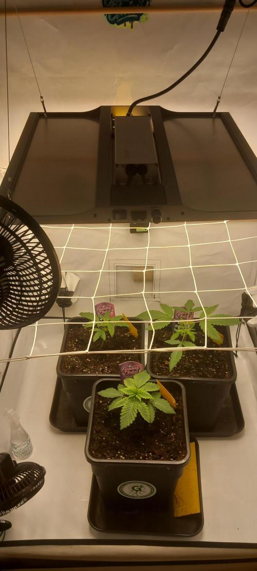 Cali Funk #Thseeds. Week 3 - Wachsen.