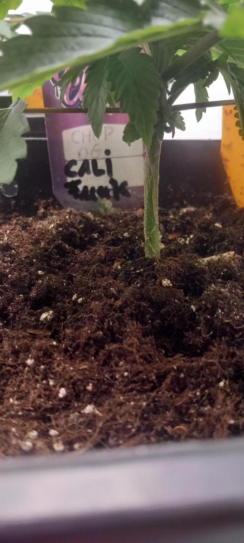 Cali Funk #Thseeds. Week 4 - Schöner stamm.
